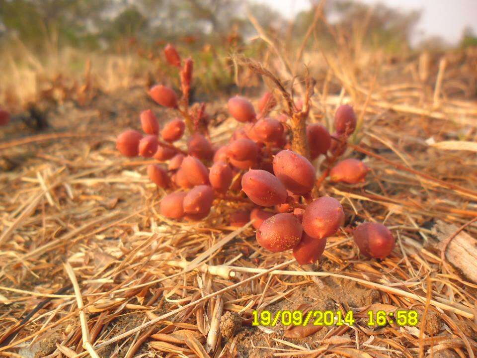 Image of Lannea edulis (Sond.) Engl.