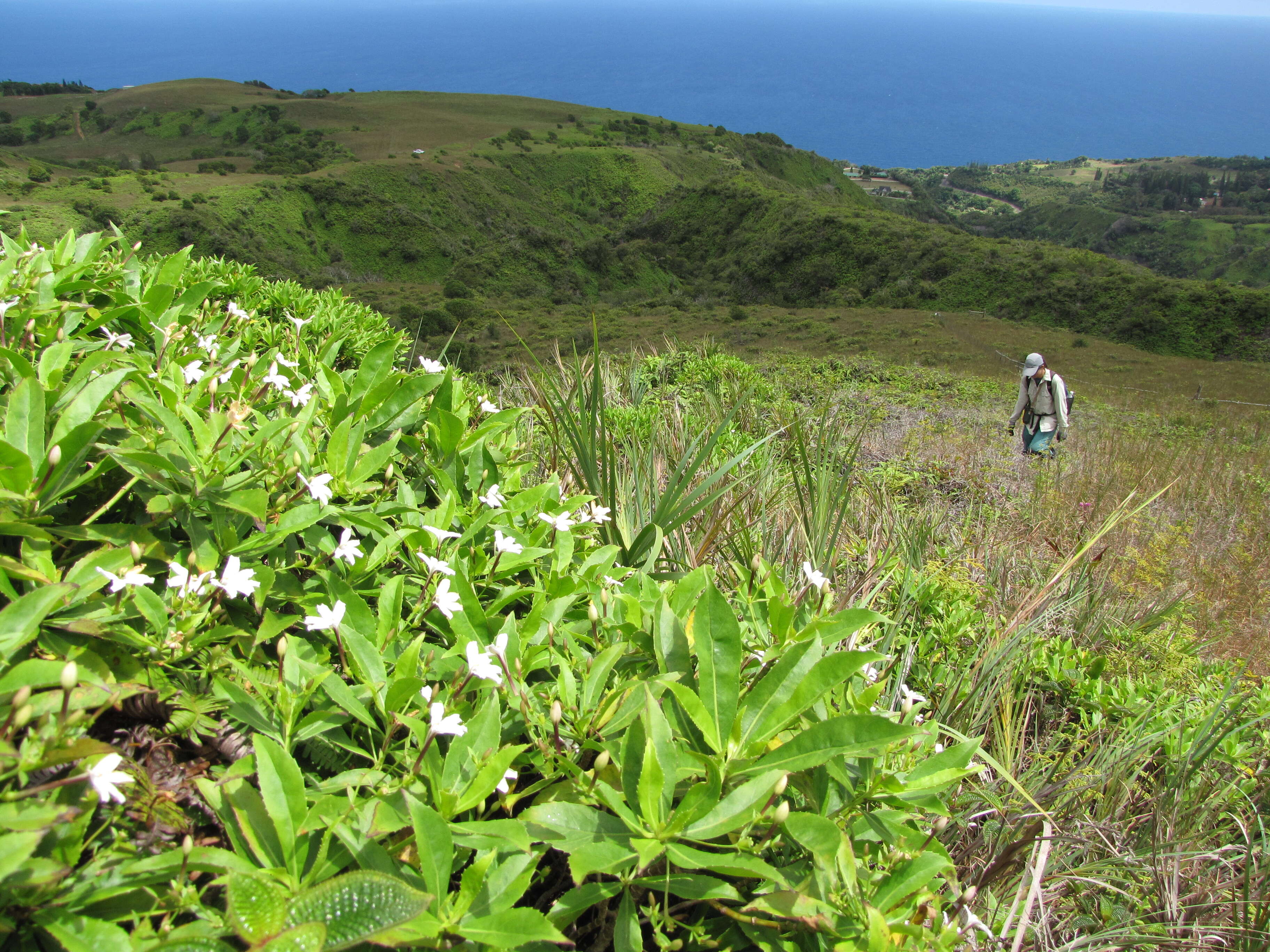 Imagem de Scaevola chamissoniana Gaud.