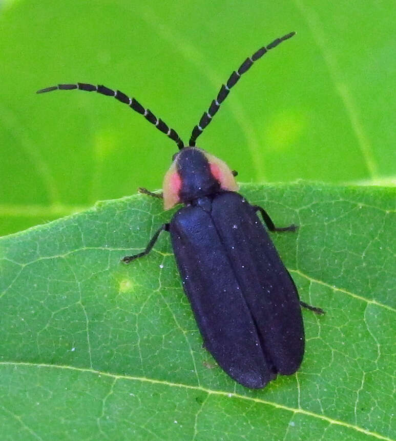 Image of Black Firefly