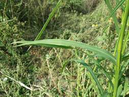 Image of Japanese millet