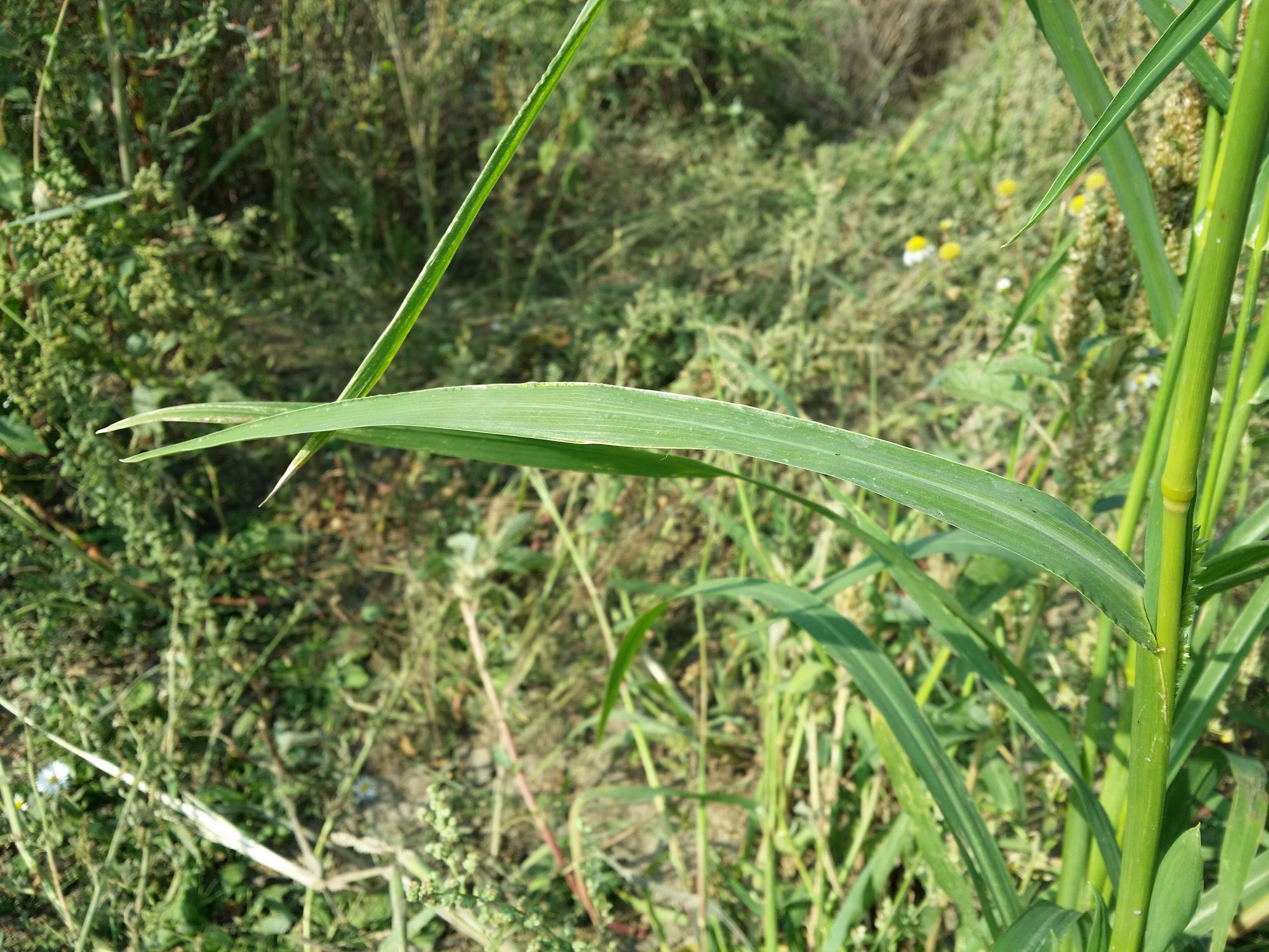 Image of Japanese millet