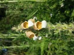 Image of Grecian foxglove