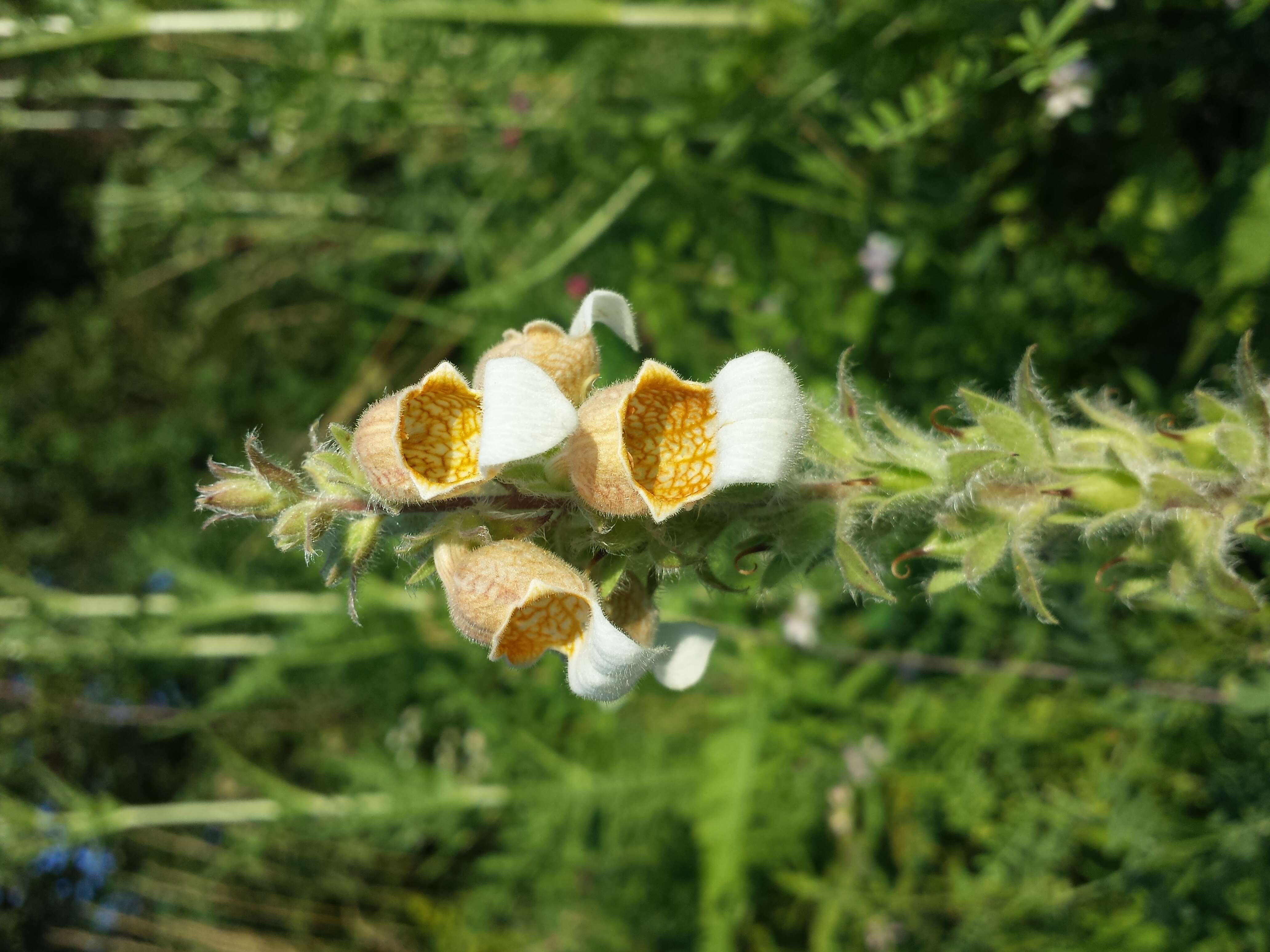 Image of Grecian foxglove