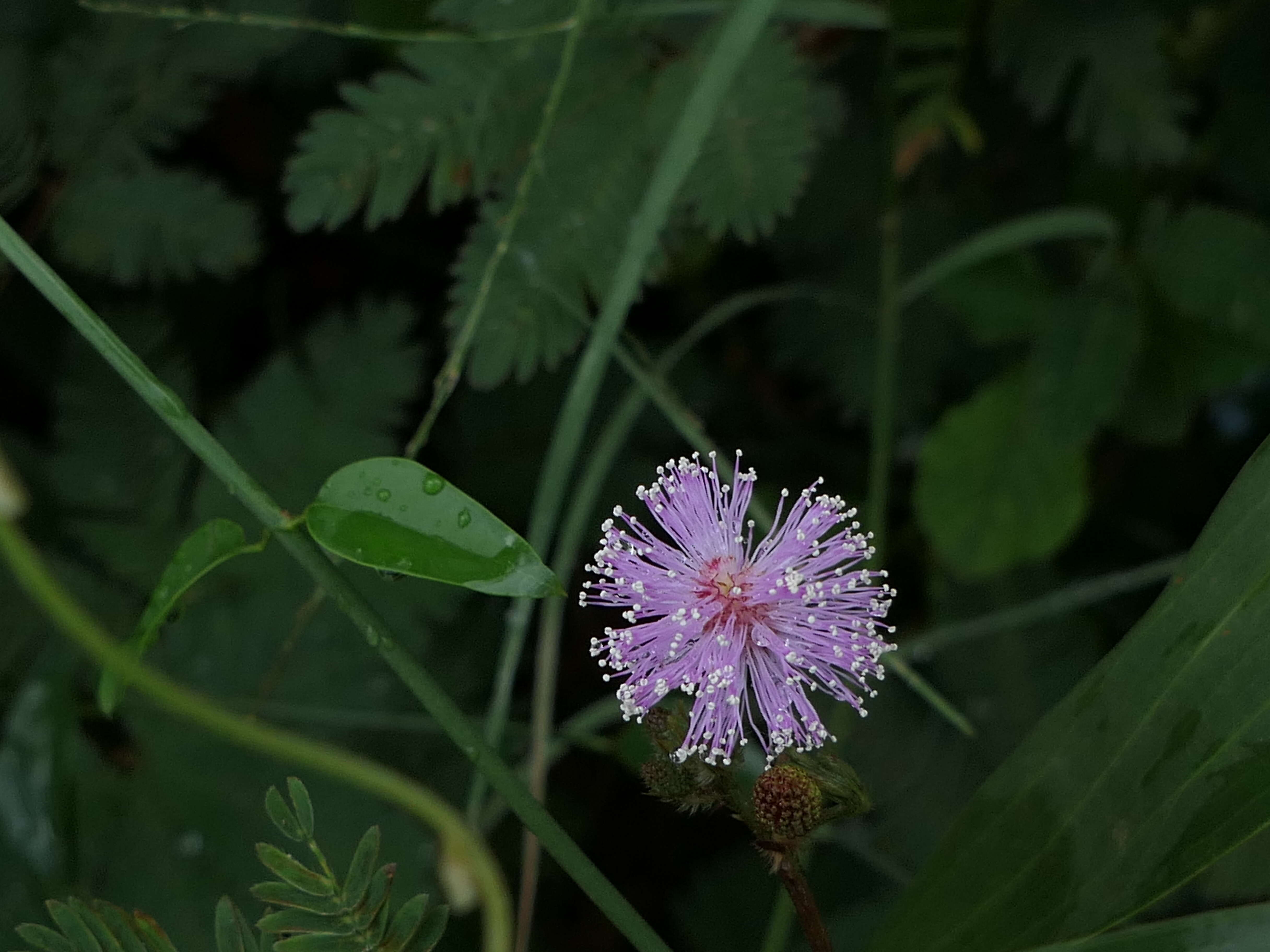 Image of Sensitive Plant