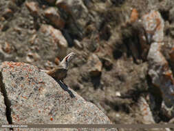 Image of Himalayan Snowcock