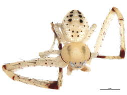 Image of Swift Crab Spider