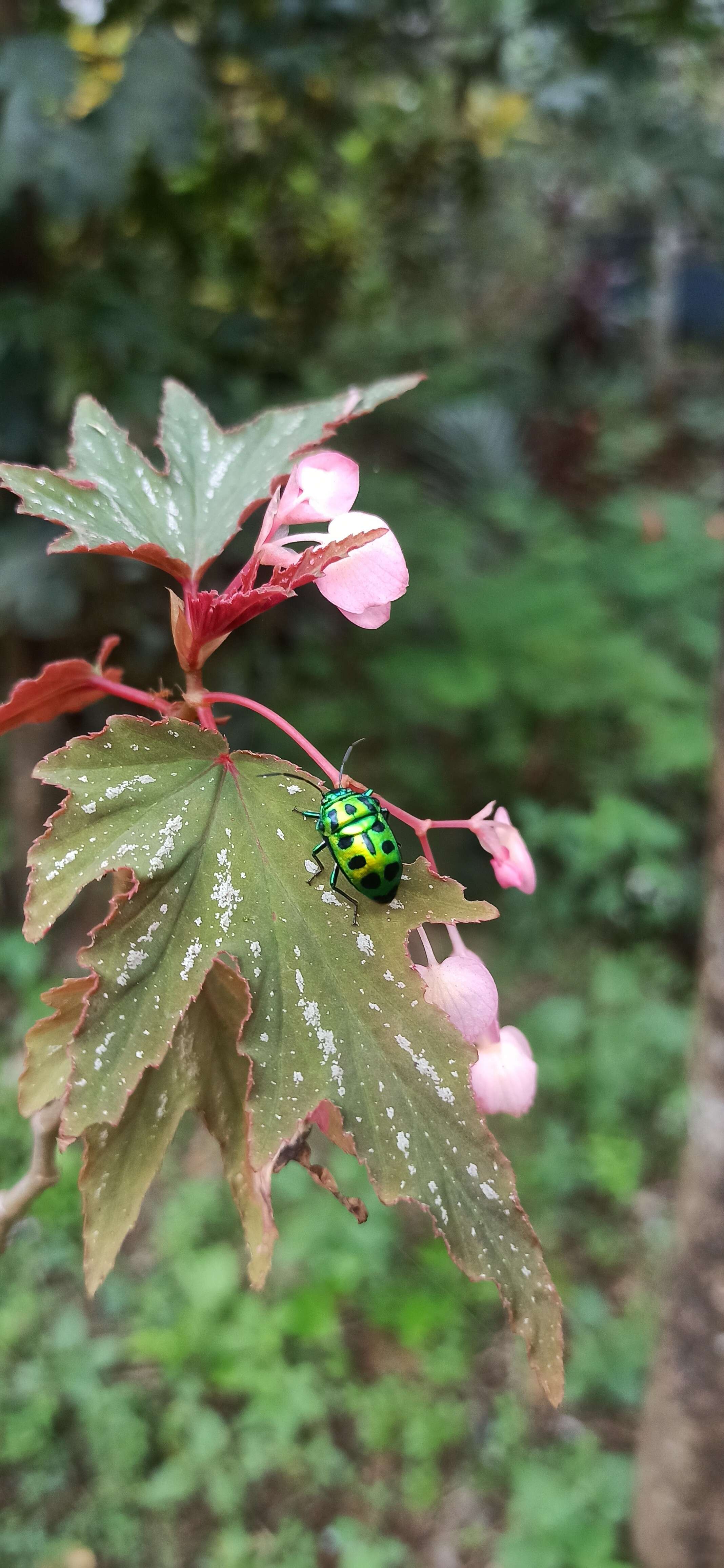 Image of shield-backed bugs