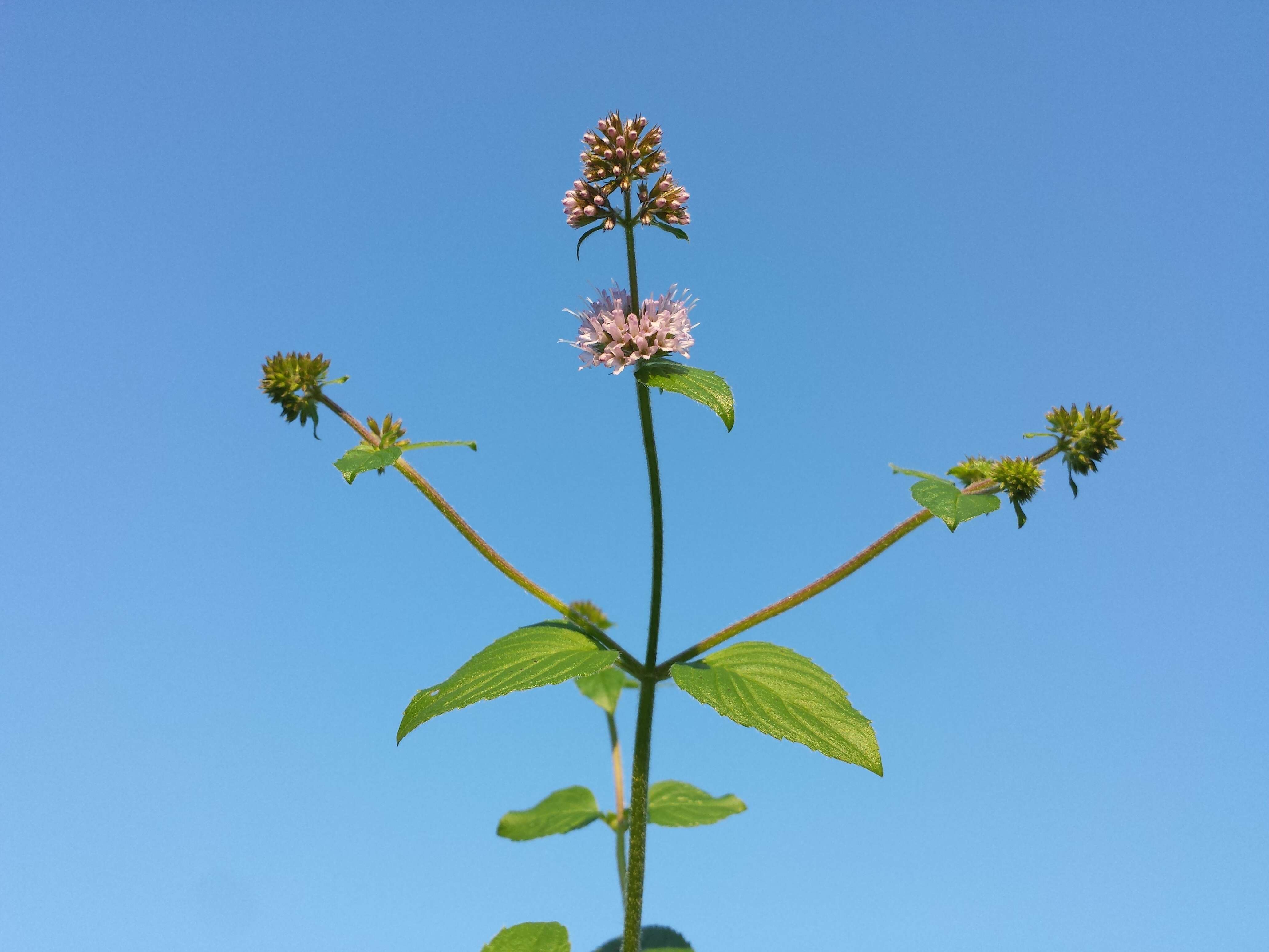 Image of Water Mint