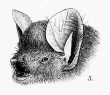 Image of round-eared tube-nosed bat