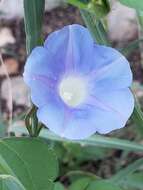 Image of Ivyleaf morning-glory