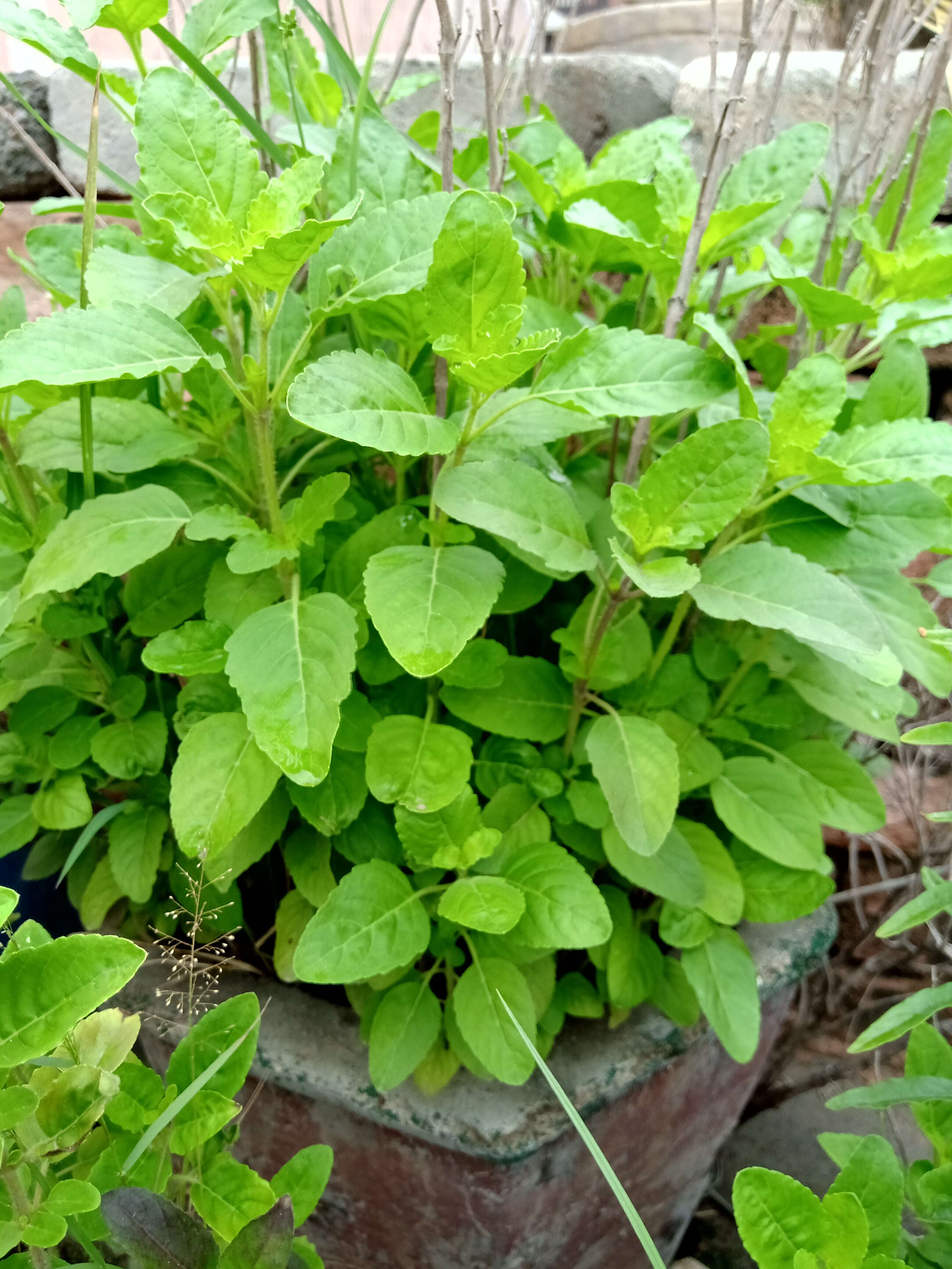 Image of holy basil