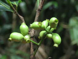 Image de Syzygium salicifolium (Wight) J. Grah.