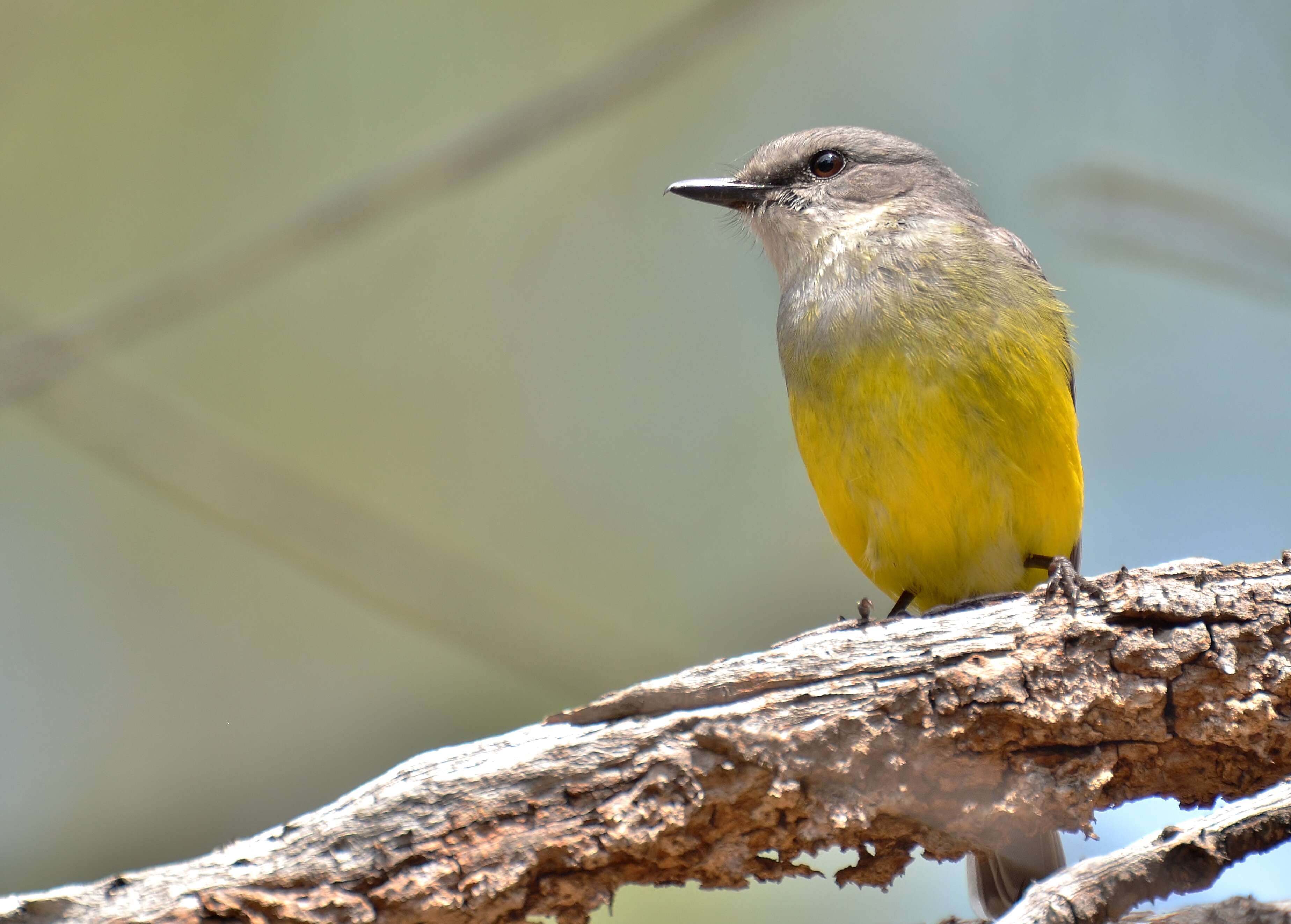 Image of Grey-breasted Robin