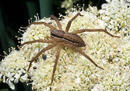 Image of Dolomedes minor L. Koch 1876