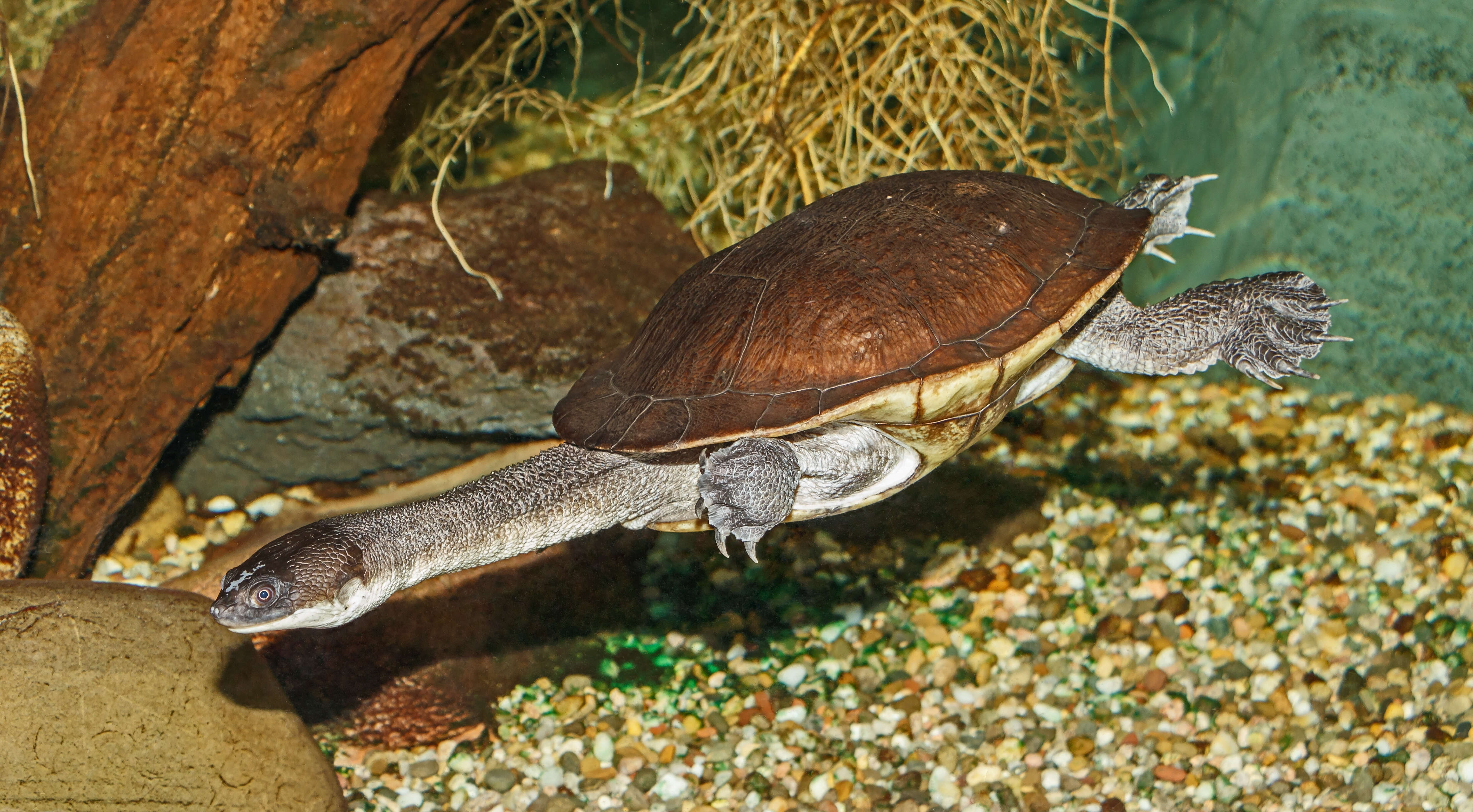 Image of Roti Island Snake-necked Turtle
