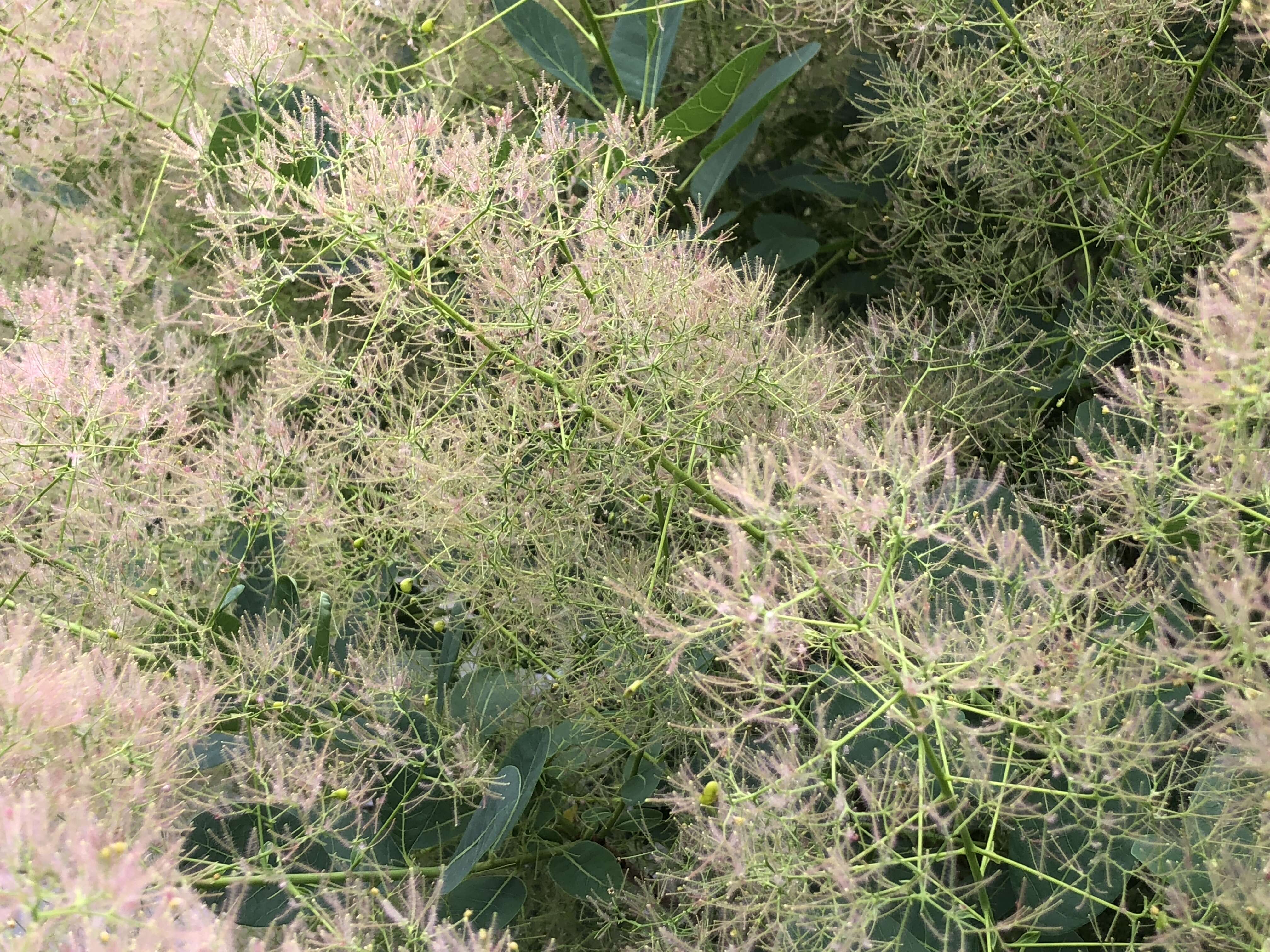 Image of American smoketree