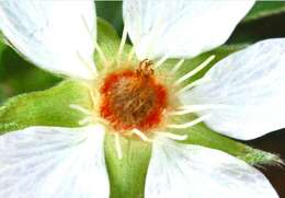 Imagem de Potentilla alba L.