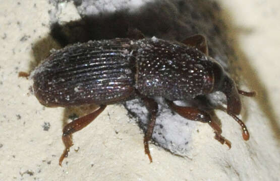 Image of Wheat weevil