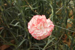 Image of carnation