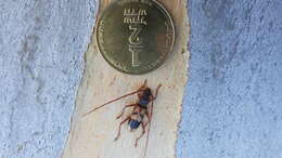 Image of Eucalyptus longhorned borer