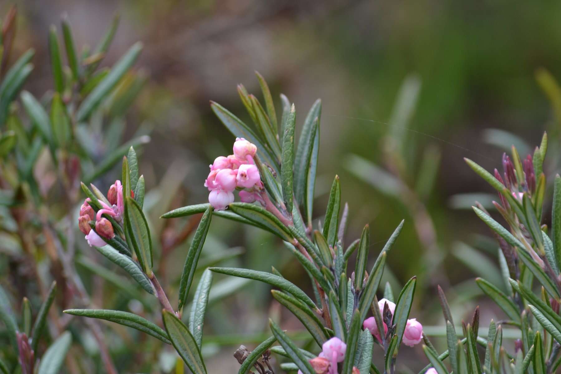 Image of bog rosemary