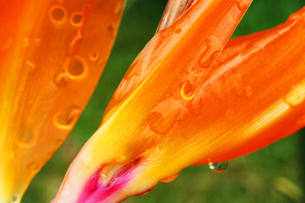 Image of bird-of-paradise