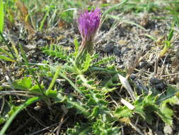 Image of dwarf thistle