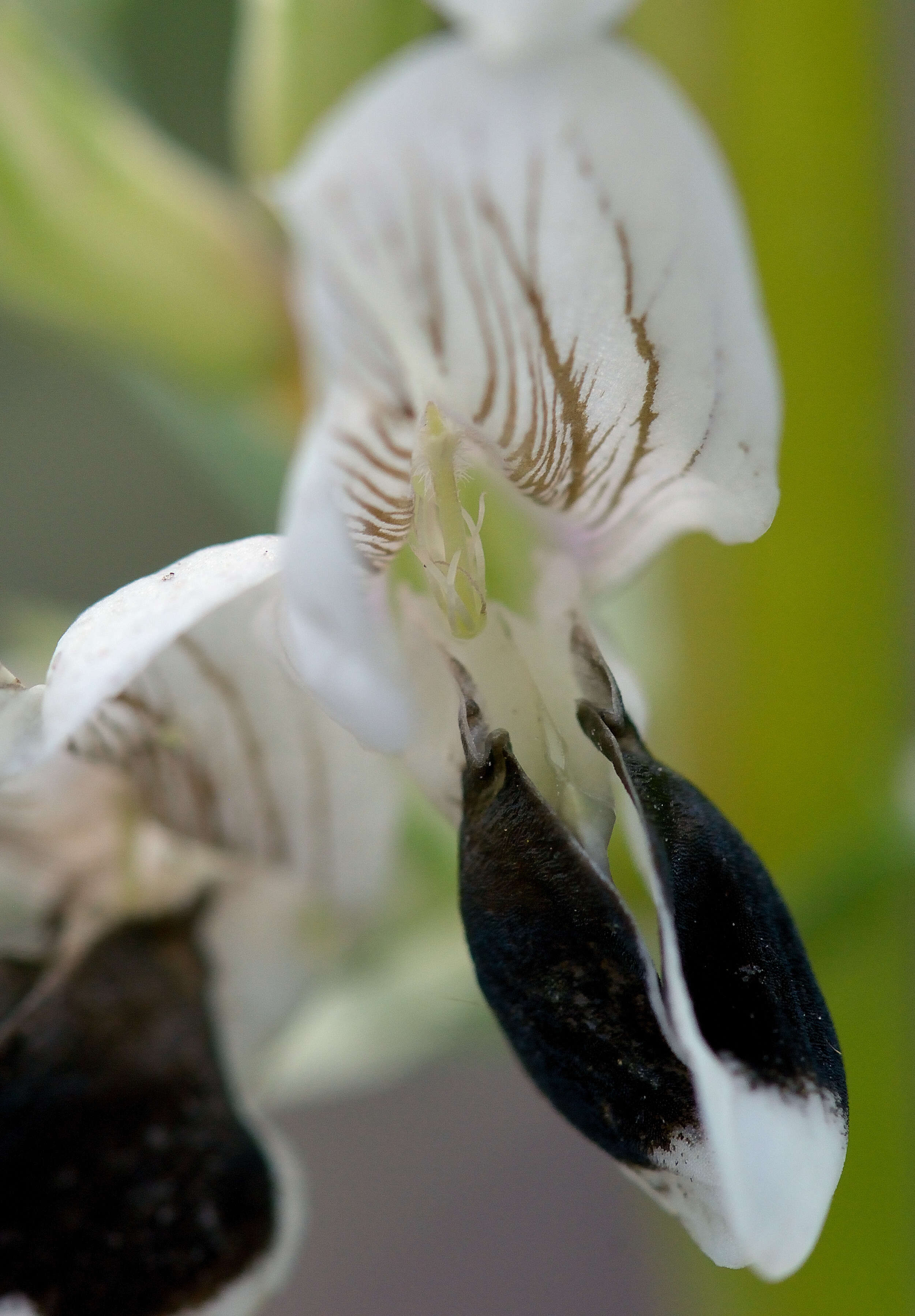 Image of Broad Bean