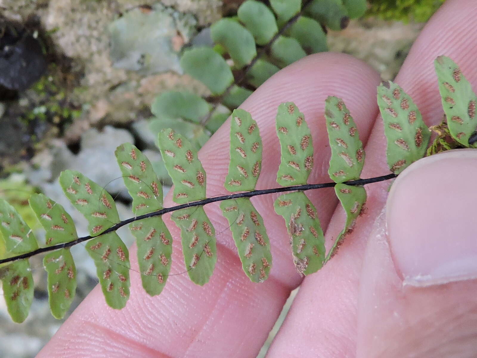 Image of blackstem spleenwort