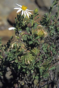 Image de Dimorphotheca cuneata (Thunb.) DC.