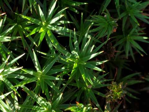 Image of Bank Haircap Moss