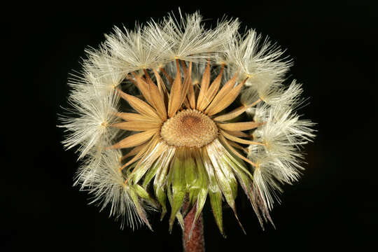 Image of Barberton daisy