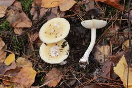 Image of gemmed Amanita