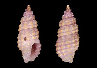 Image of Pseudodaphnella santoa Fedosov & Puillandre 2012