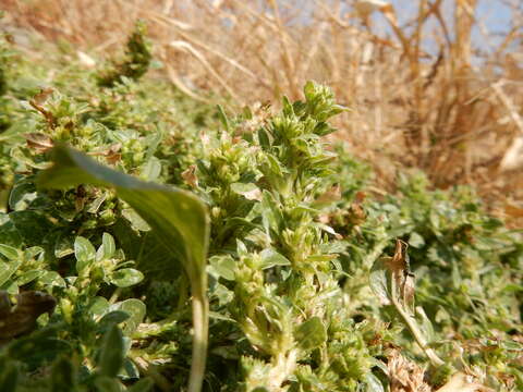 Imagem de Amaranthus blitoides S. Wats.