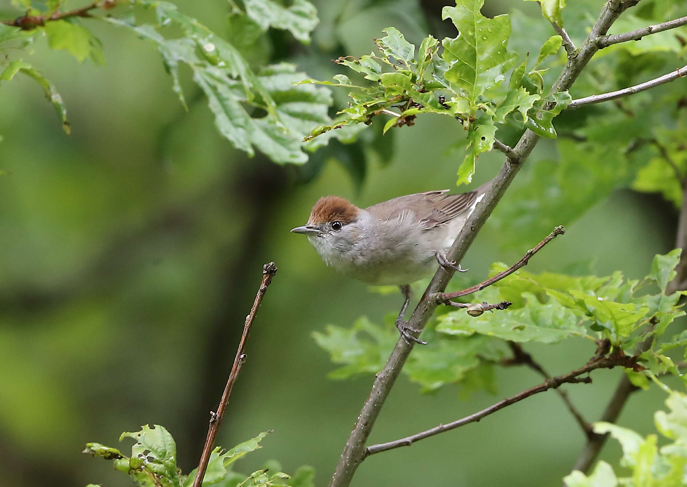 Image of Blackcap