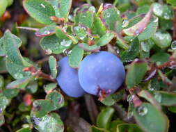 Image of alpine bilberry