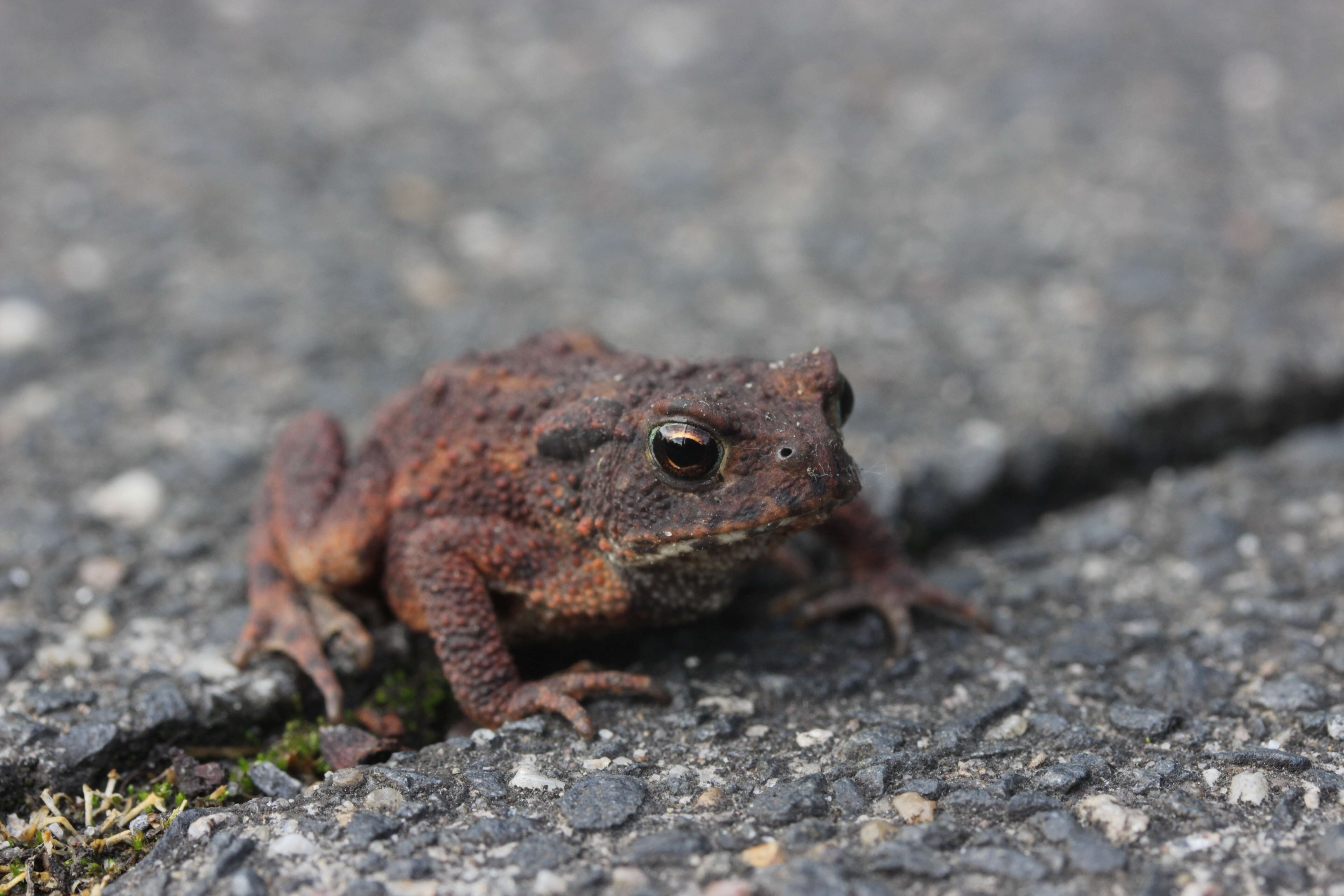 Image of Common Toad