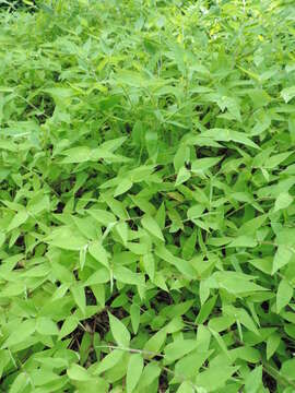 Image of Wavyleaf Basketgrass