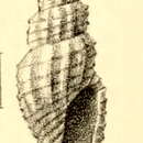 Image of Pleurotomella amphiblestrum (Melvill 1904)