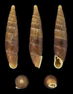 Image of craven door snail