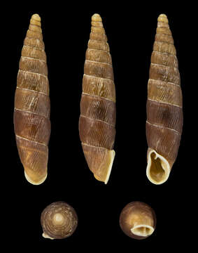 Imagem de Clausilia dubia Draparnaud 1805