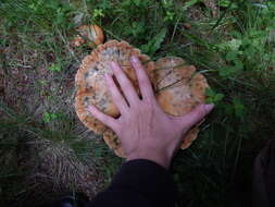 Image of Red Pine Mushroom