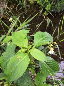 Image of small balsam