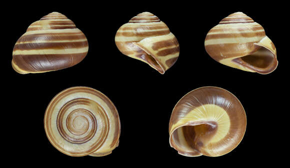 Image of Brown Lipped Snail