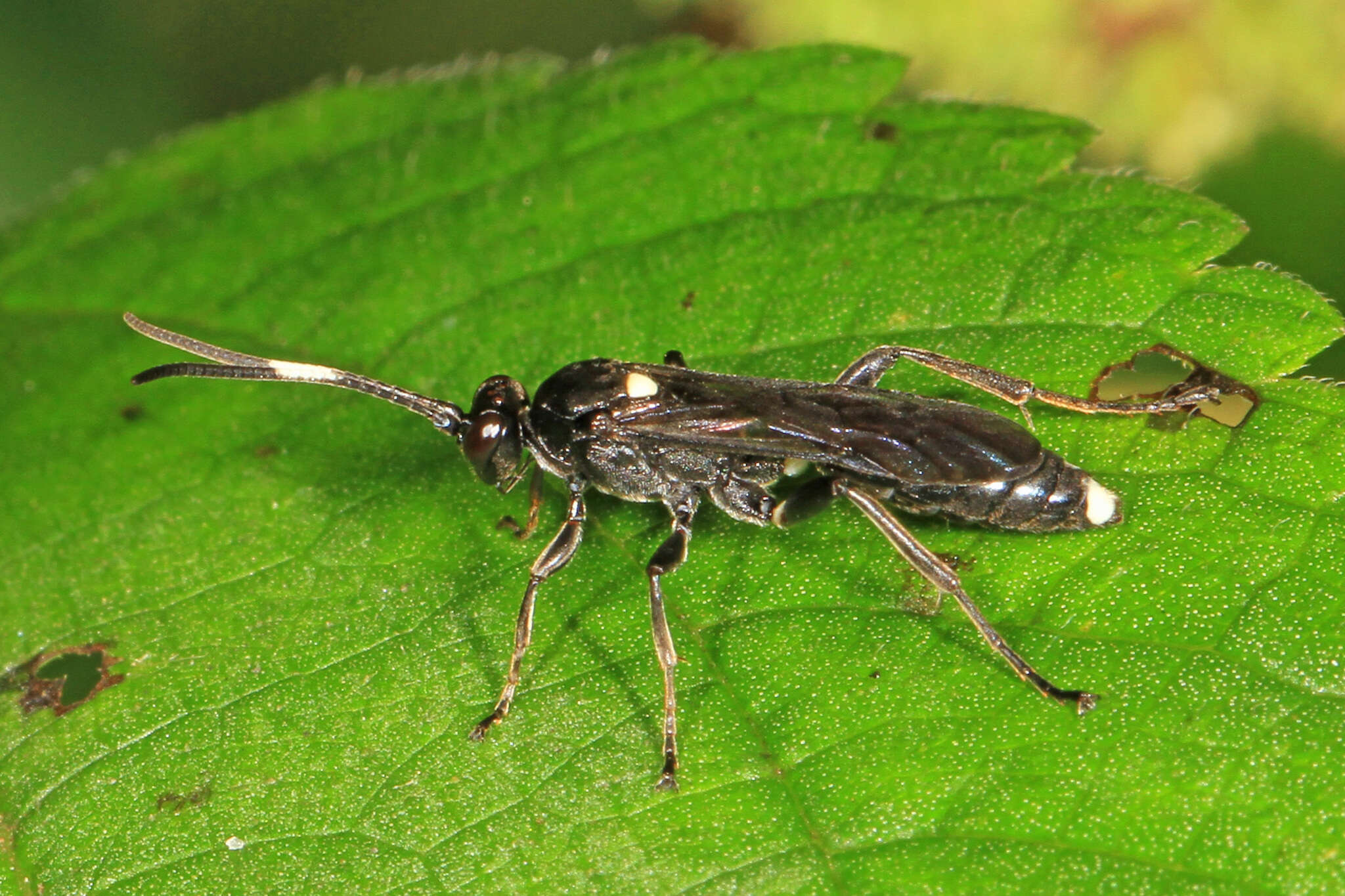 Image of Vulgichneumon brevicinctor (Say 1825)