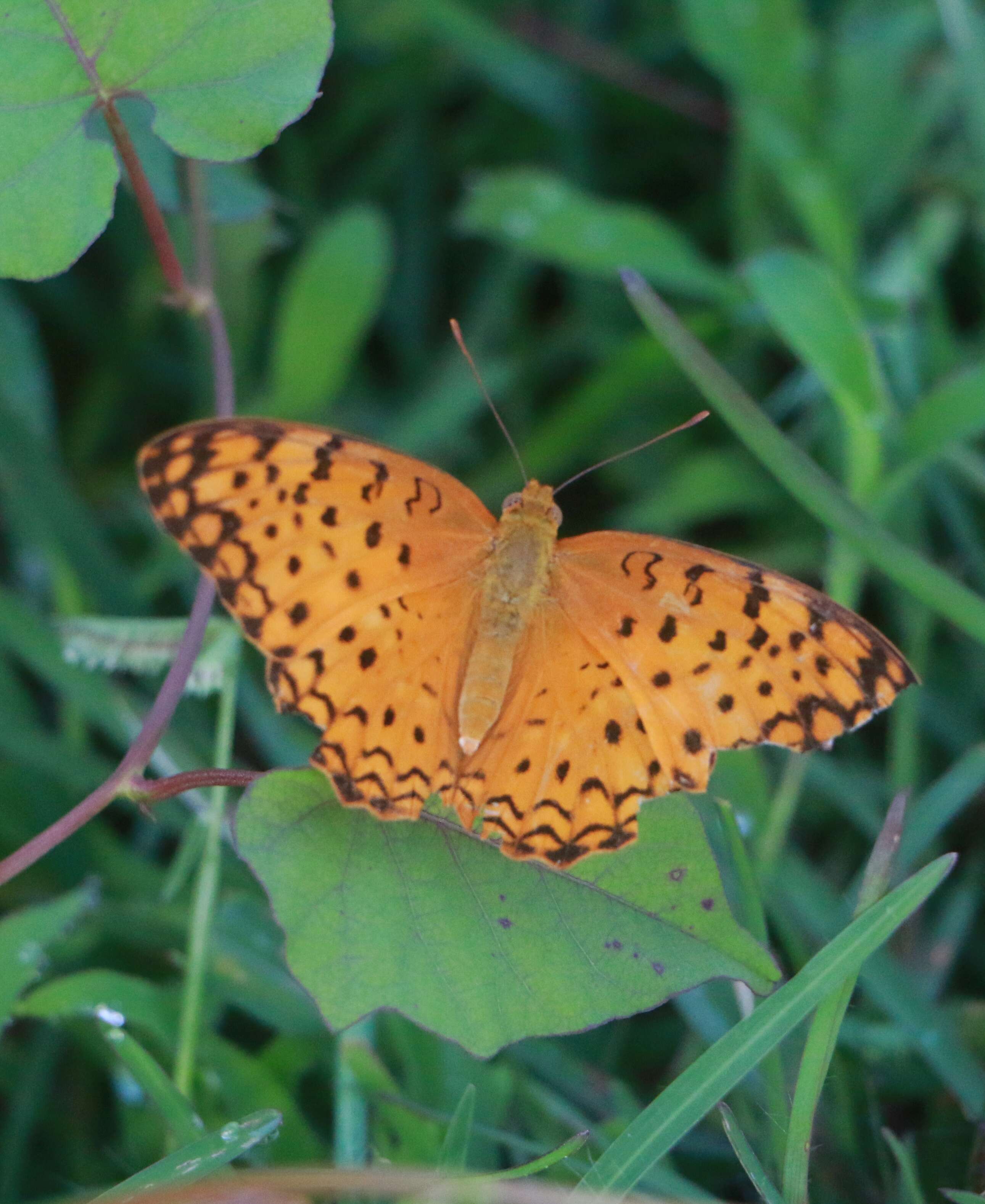 Image of Common Leopard