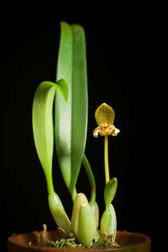 Plancia ëd Bulbophyllum pteroglossum Schltr.