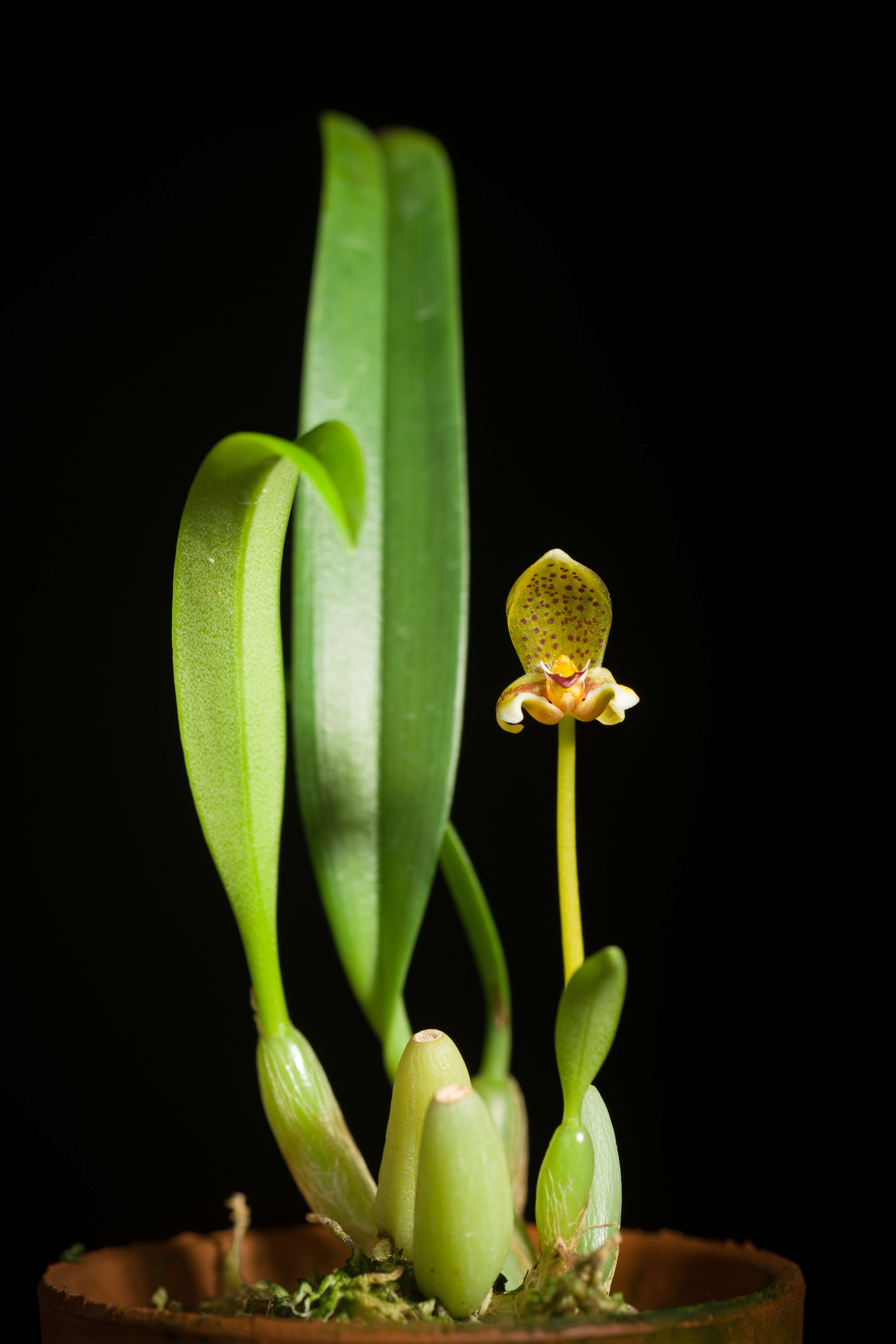 Image of Bulbophyllum pteroglossum Schltr.