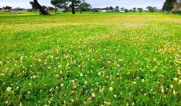 Image of Goose daisy